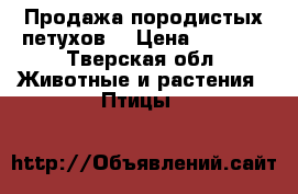 Продажа породистых петухов. › Цена ­ 1 000 - Тверская обл. Животные и растения » Птицы   
